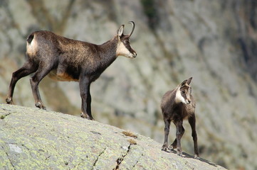 chamois chamoi bébé