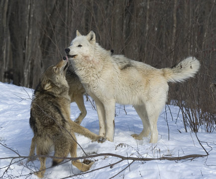 Gray wolf-alpha female
