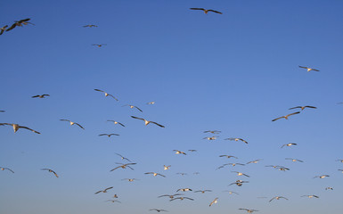 Mouettes en vol