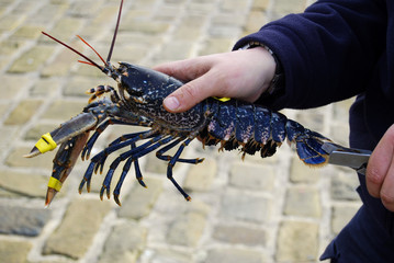 Conservationist clipping tail of lobster
