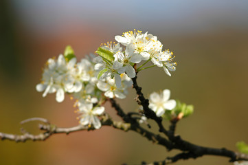 Pflaumenblüten