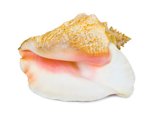 Big conch, close-up, isolated on white background