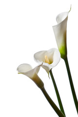 three calla lilies close-up, isolated on white background