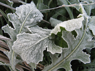 Winter: Frozen leaves