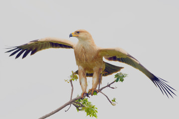 Pale Morph Tawny Eagle (Aquila rapax)