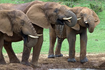 Three Young Elephant Bulls (Loxodonta africana)