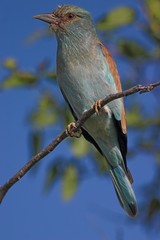 European Roller (Coracias garrulus)