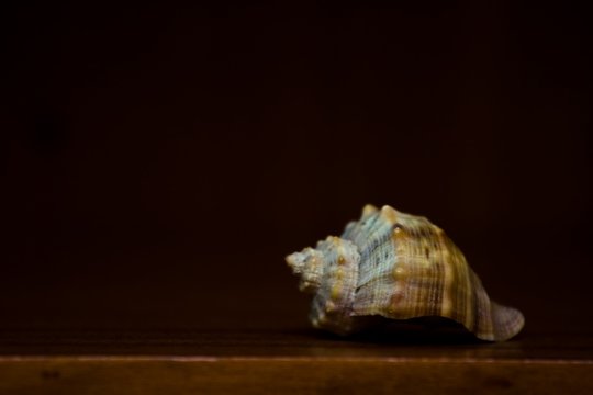 Murex Shell Isolated