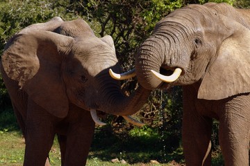 African Elephant Bulls (Loxodonta africana) sharing water