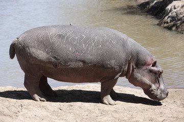 happy Hippopotamus 