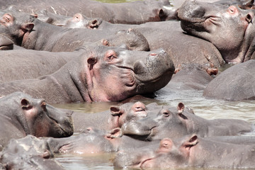 happy Hippopotamus 