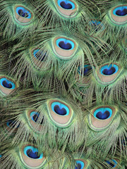 Plume de paon