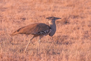 Kori Bustard (Ardeotis kori)