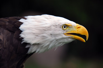 American Bald Eagle (Haliaeetus leucocephalus)