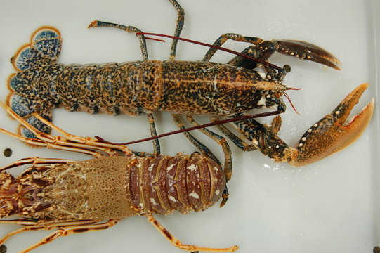 homards  et langoustes sortant de l'eau