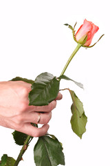 groom's hand with a rose