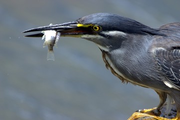 Green-backed Heron (Butorides striata) with Fish