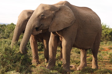 Fototapeta na wymiar Two African Elephant cows (Loxodonta africana) 