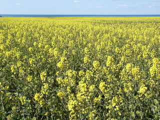 Fototapeta premium champs de colza en bord de mer