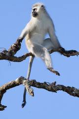 Vervet Monkey (Cercopithecus aethiops) aka Green Monkey