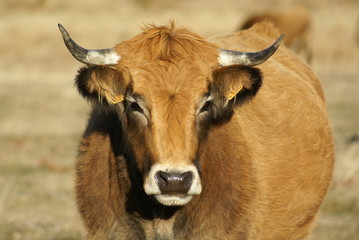 Vache