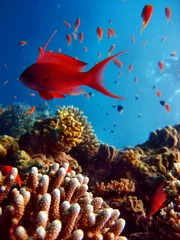 Crédence de cuisine en verre imprimé Plonger récif de corail