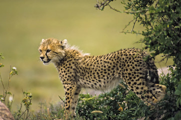 Africe-Cheetah cub