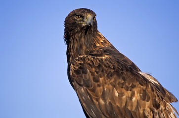 Golden eagle against blue Colorado sky
