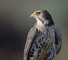Tight head shot of prairie falcon