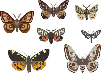 seven butterflies