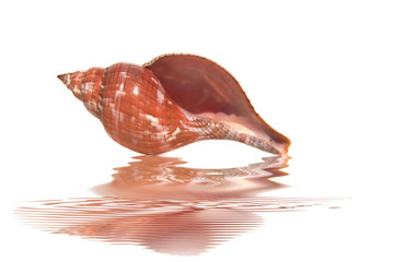 coquillage et reflet