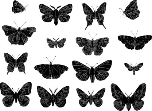 butterfly silhouettes collection