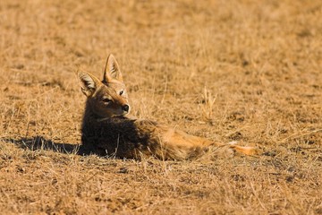 Black-backed Jackal