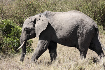 Obraz premium male African elephant 