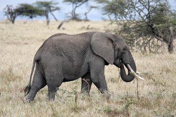 male African elephant
