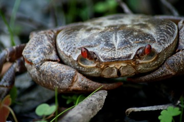 krebs im wald