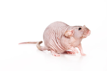 Rat on white background