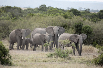 bunch of elephants