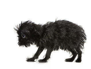 Griffon Bruxellois (3 months)