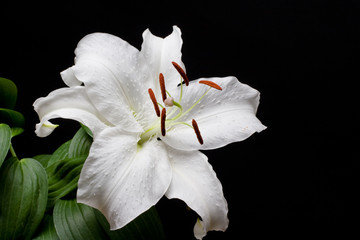 Fototapeta na wymiar Weiße Lilie vor schwarzem Hintergrund
