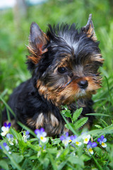 The puppy of the yorkshire terrier in a grass about  violets