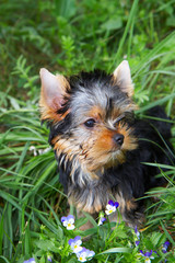 The puppy of the yorkshire terrier in a grass about  violets