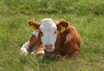 Young cow on the grass