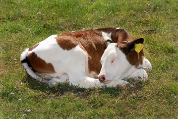 Naklejka na ściany i meble Young cow on the grass