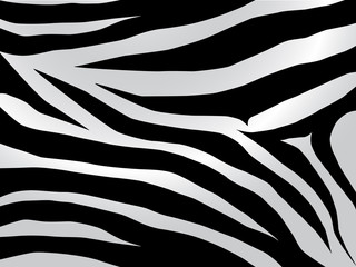 zebra design