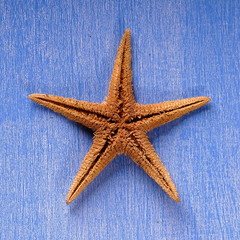 étoile de mer