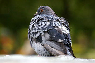 close up of a pigeon in park