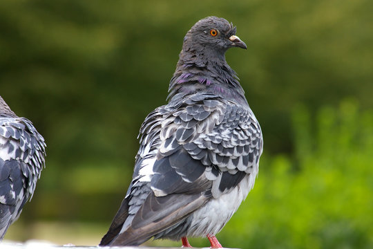 close up of a pigeon in park 2