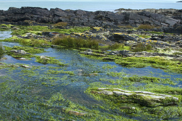 Irish bay