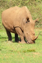 Foto op Plexiglas White Rhino (Ceratotherium  simum) © Jean-Marc Strydom